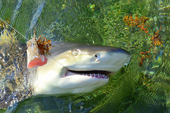 Miami Shark Fishing Charter