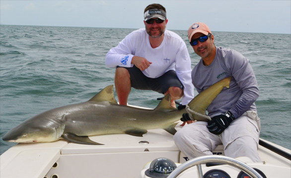 Miami Shark - Walkthrough, Tips, Review